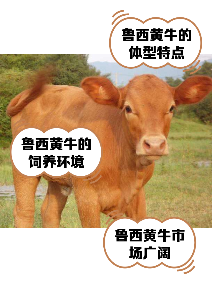 日照最新医保取现黄牛方法分析(最方便真实的日照医保取现黄牛怎么取方法)